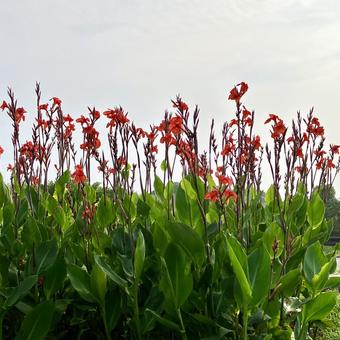 花★グラジオラス(赤) 花★グラジオラス(赤)の写真