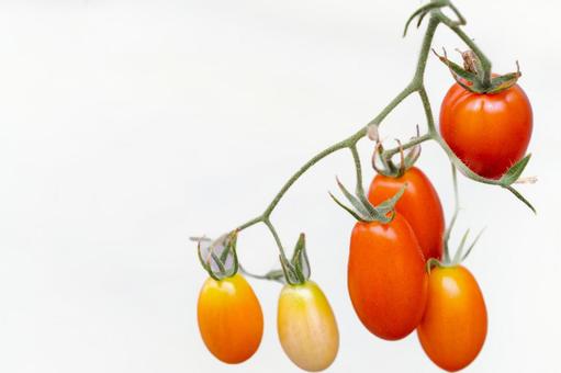 Photo, mini tomato, summer, petit tomatoes, 