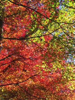 紅葉風景 紅葉風景 紅葉,秋,青空の写真素材