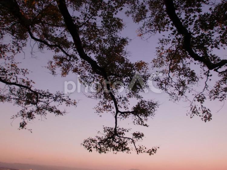 モミジと夕焼け モミジと夕焼け,モミジと景色,１１月中旬のモミジの写真素材