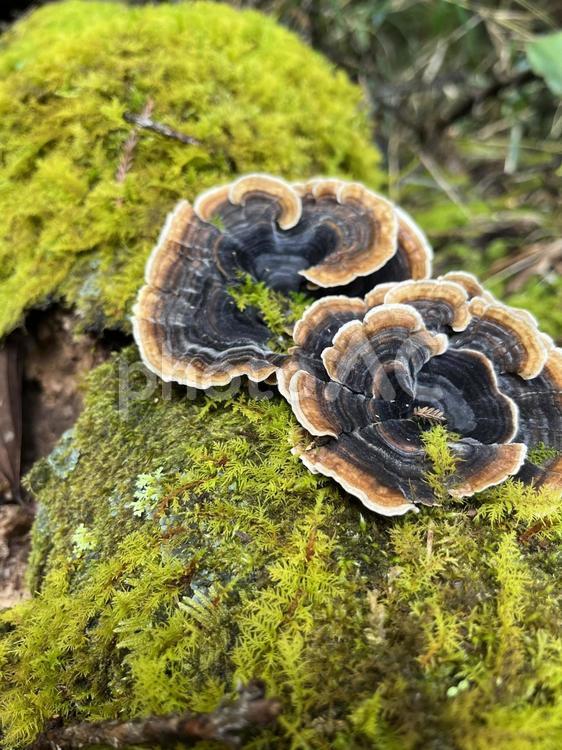 枯れ木と苔とキノコ キノコ,自然,苔の写真素材