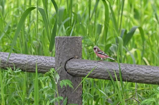 ベニマシコ ベニマシコ,赤い鳥,野鳥の写真素材