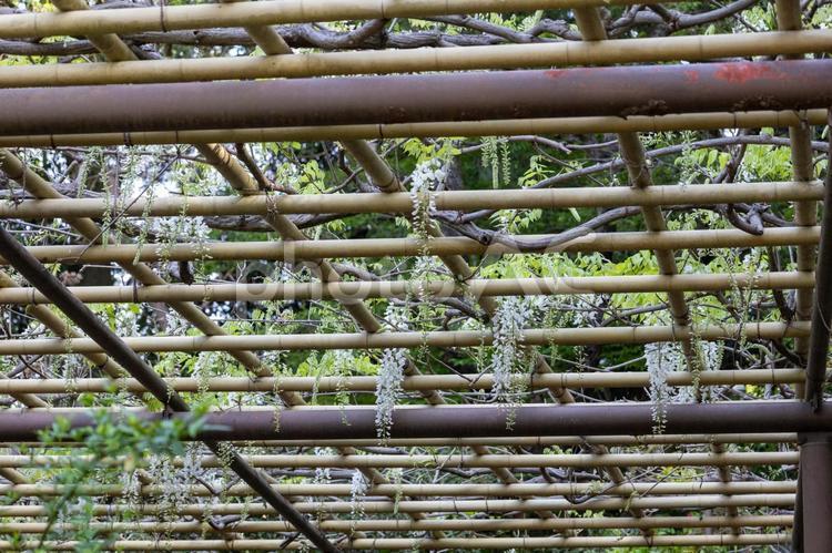 野田市清水公園の池の横の白い藤の藤棚 藤の花,藤棚,白い藤の写真素材