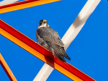 鉄骨にとまるハヤブサ 鉄骨にとまるハヤブサ ハヤブサ,隼,野鳥の写真素材