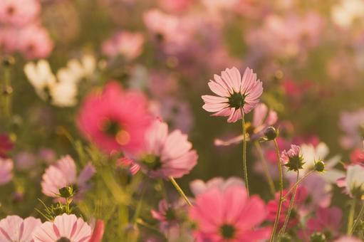 オレンジ色の朝日を浴びたコスモス畑 オレンジ色の朝日を浴びたコスモス畑 秋桜,日の出,朝日の写真素材