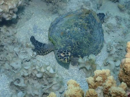 グアムのウミガメの写真