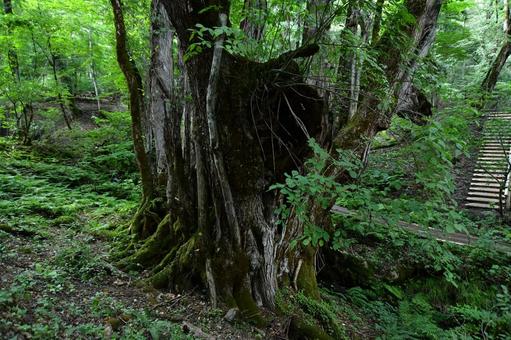 大カツラ 大カツラ 自然,植物園,緑の写真素材