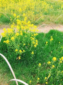 菜の花の小道の写真