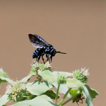 ルリモンハナバチの写真