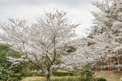 Photo, cherry blossoms, cherry, sakura, 