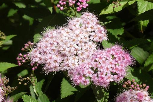 ピンクの小さな花 ピンクの小さな花の写真