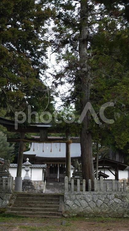 轟八幡神社(丹波篠山)③ 轟八幡神社,神社,鳥居の写真素材