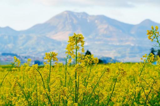 250503飯山市菜の花公園 長野県,飯山市,菜の花公園の写真素材