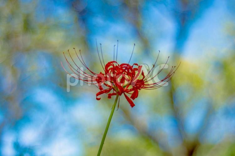 秋の風景　彼岸花６ 彼岸花,花,秋の写真素材