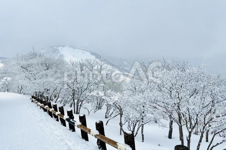御在所岳のスキー場と樹氷 樹氷,御在所,山の写真素材