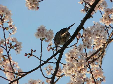 桜15 桜15の写真