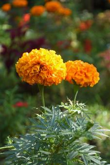 四季咲きの花：マリーゴールド3 植物,マリーゴールド,草花の写真素材