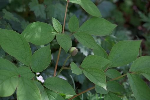 ヤマシャクヤクの蕾② ヤマシャクヤクの蕾②の写真