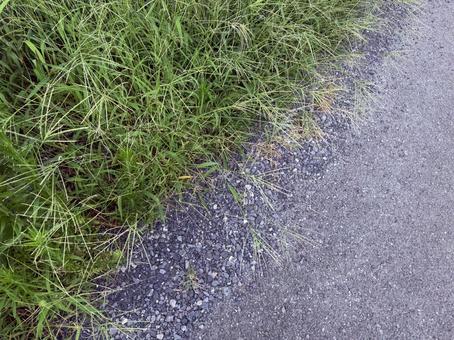 雑草 雑草の写真