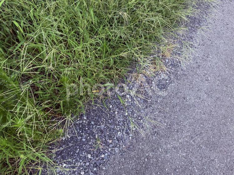 雑草 雑草,草,道草の写真素材