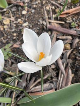 Crocus, white, JPG Crocus, white, JPG