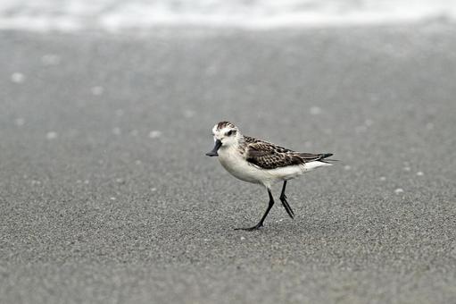 Spoon-billed Sandpiper, JPG Spoon-billed Sandpiper, JPG