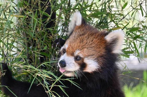 レッサーパンダ レッサーパンダの写真