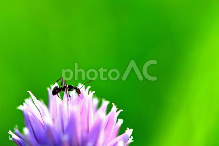 アリさんの花蜜探し あり,ほのぼの,アリの写真素材