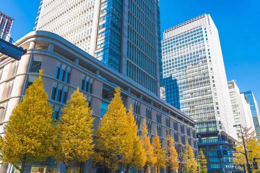 丸の内の高層ビル群とイチョウ並木 丸の内の高層ビル群とイチョウ並木 四季の写真,銀杏,銀杏並木の写真素材