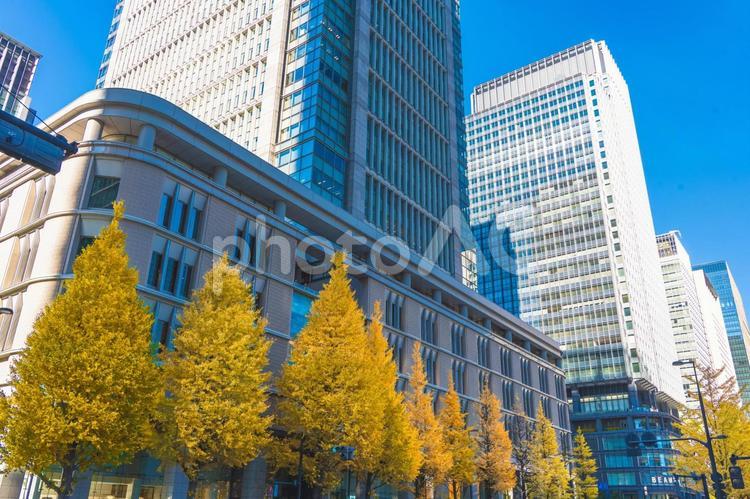 丸の内の高層ビル群とイチョウ並木 四季の写真,銀杏,銀杏並木の写真素材