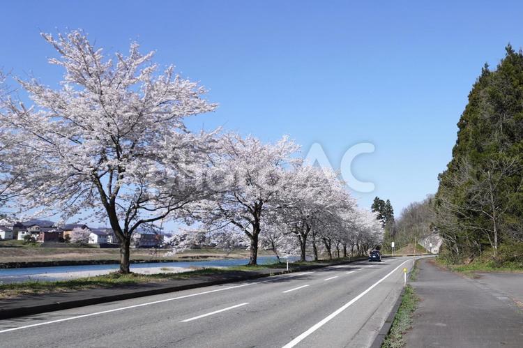 銭淵公園の前の桜01 銭淵公園,桜,桜の木の写真素材
