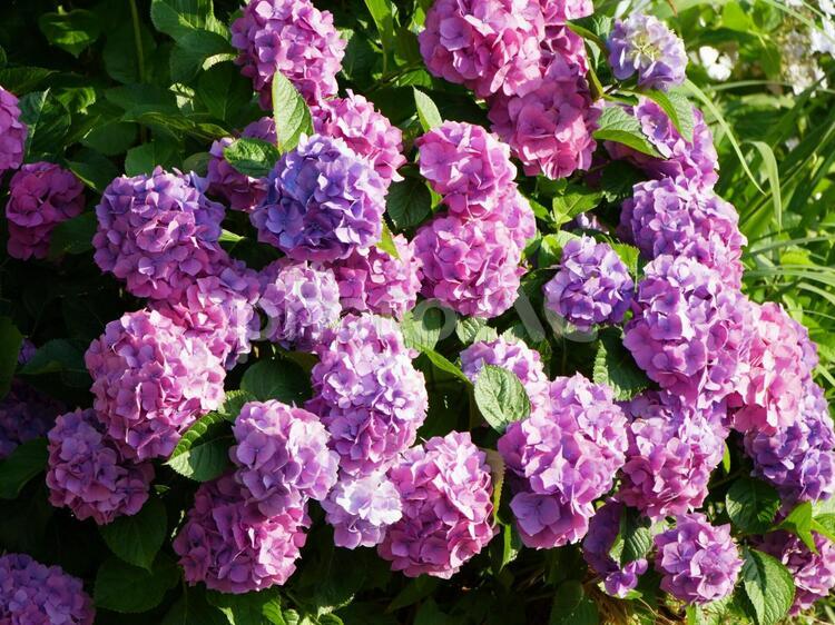 紫陽花　初夏　アジサイ アジサイ,紫陽花,あじさいの写真素材