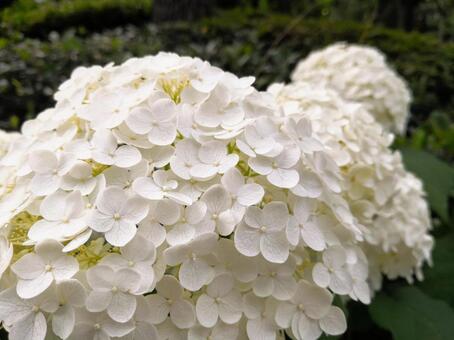 白い紫陽花 白い紫陽花の写真