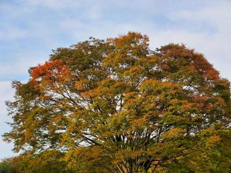 ケヤキの赤茶色の紅葉 ケヤキ,紅葉,秋の写真素材