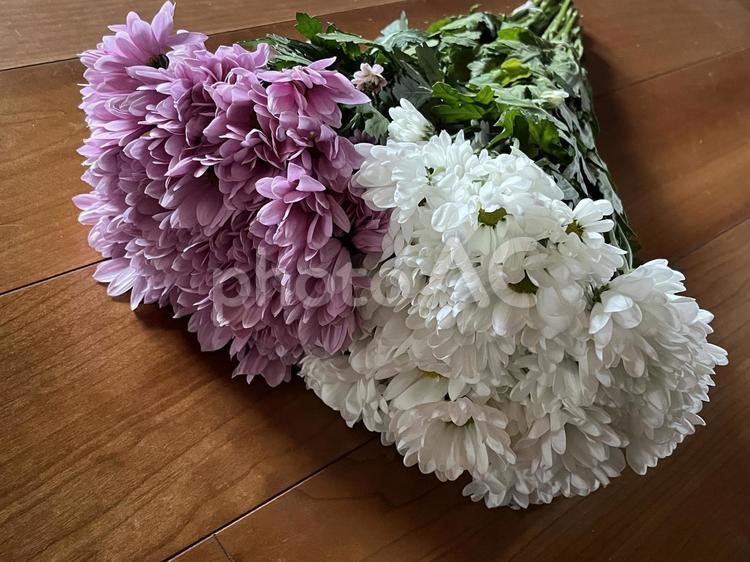 菊　仏花 仏花,花,供花の写真素材