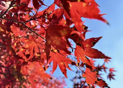 紅葉したモミジの葉3 秋,モミジ,紅葉の写真素材