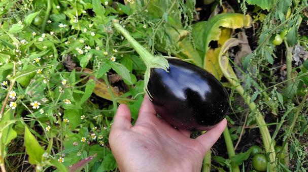 家庭菜園のなすび 家庭菜園,野菜,畑の写真素材