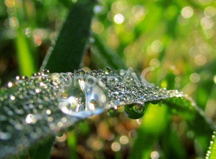 水滴と緑の葉の風景 水滴,しずく,雨の写真素材