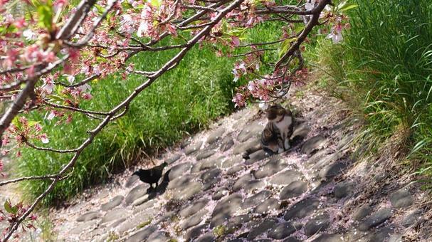 桜と猫と烏と 桜と猫と烏と 花,背景,素材の写真素材
