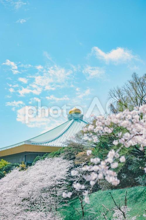桜と武道館 景色,桜,四季の写真素材
