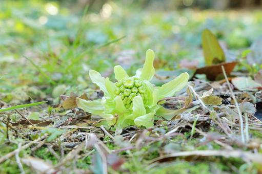 フキノトウ　春の芽吹き フキノトウ,山菜,春の写真素材