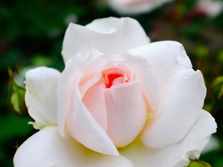 淡いピンクのバラ 淡いピンクのバラ 薔薇,クローズアップ,淡いの写真素材