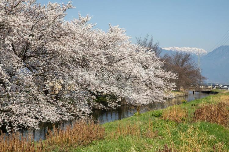 桜のある風景 japan,桜,さくらの写真素材