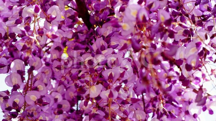春の亀戸天神・薄紫の藤の花（江東区亀戸） 春,藤,花の写真素材