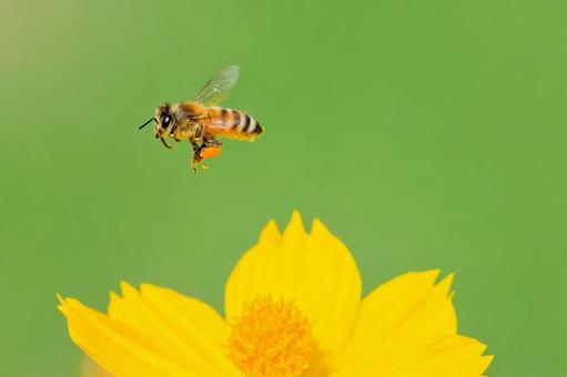 花の周りを飛ぶセイヨウミツバチ 花の周りを飛ぶセイヨウミツバチ セイヨウミツバチ,西洋蜜蜂,ミツバチの写真素材