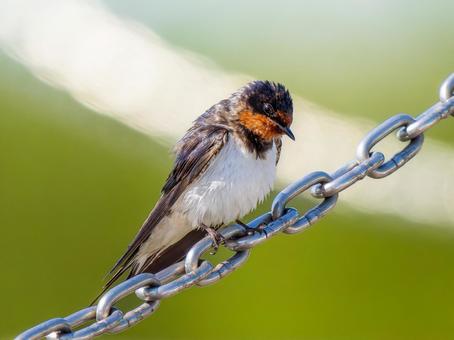 チェーンにとまるツバメ チェーンにとまるツバメ ツバメ,燕,野鳥の写真素材