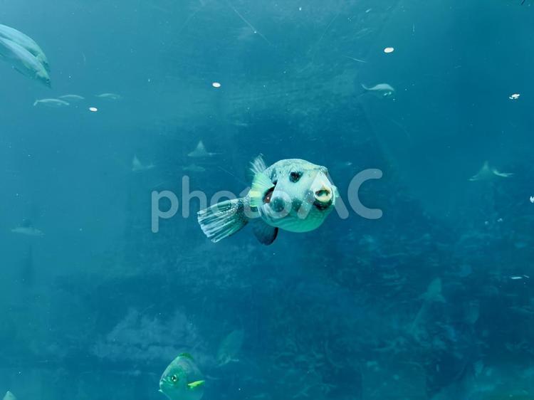 アップで見るフグの癒しフェイス 水中生物,水族館展示,青い背景の写真素材