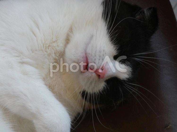 眠る猫たち：白と黒（アップ） 猫,眠り,スヤスヤの写真素材