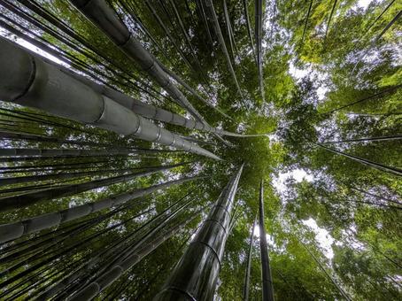 竹林　鎌倉 竹林,竹,仏塔の写真素材