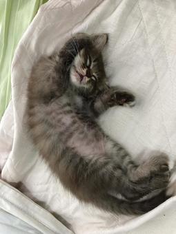 猫 猫の写真